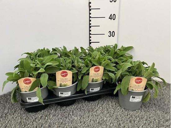 Immagine di SALVIA OFFICINALIS V.14 CM CESPUGLIO