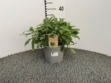 Immagine di SALVIA OFFICINALIS V.18 CM CESPUGLIO