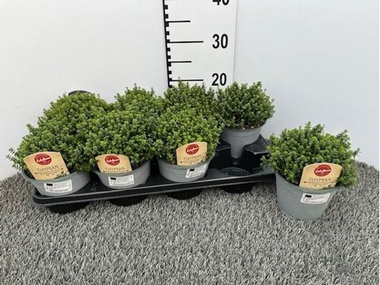 Immagine di TIMO CITRIODORA V.14 CM