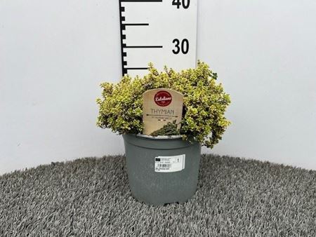 Immagine di TIMO CITRIODORA AUREA V.18 CM