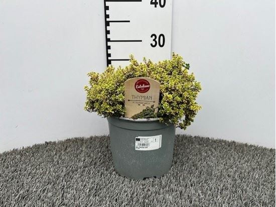 Immagine di TIMO CITRIODORA AUREA V.18 CM