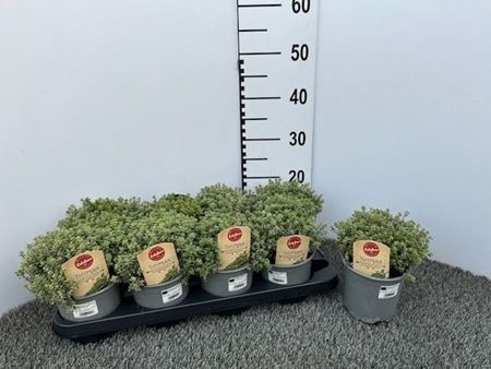 Immagine di TIMO SILVER QUEEN V.14 CM