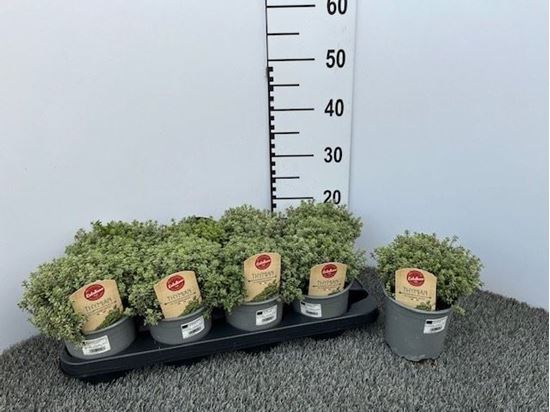 Immagine di TIMO SILVER QUEEN V.14 CM