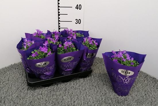 Immagine di CAMPANULA POSCHARSKYANA V.11 CM