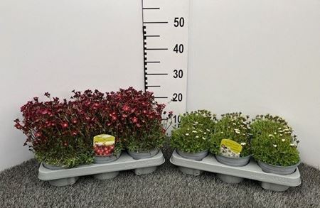 Immagine di SAXIFRAGA ARENDSII V.13 CM