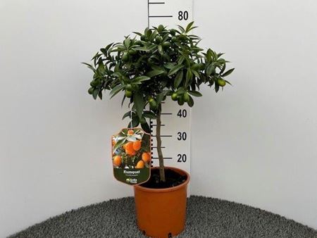 Immagine di KUMQUAT V.20 CM FORTUNELLA MARGARITA