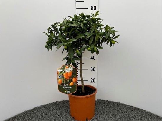 Immagine di KUMQUAT V.20 CM FORTUNELLA MARGARITA