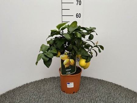 Immagine di LIMONE V.18 CM ALBERELLO - CITRUS LIMON