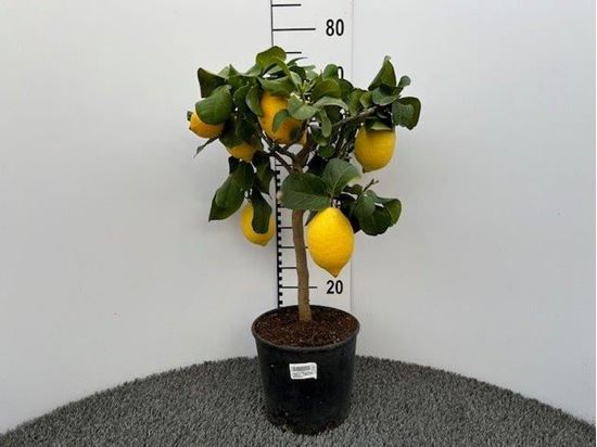 Immagine di LIMONE V.20 CM ALBERELLO - CITRUS LIMON