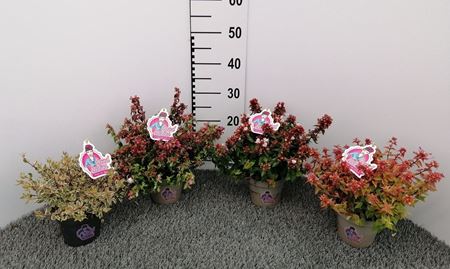 Immagine di ABELIA GRANDIFLORA V.13 CM