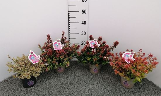 Immagine di ABELIA GRANDIFLORA V.13 CM