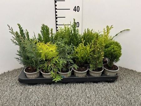 Immagine di CONIFERE MIX V.9 CM 15/20