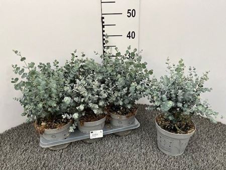 Immagine di EUCALIPTO V.15 CM