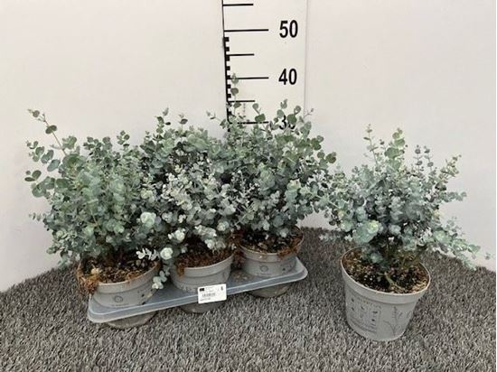 Immagine di EUCALIPTO V.15 CM