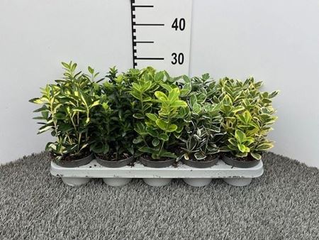 Immagine di EUONYMUS MIX V.11 CM