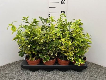 Immagine di EUONYMUS MIX V.13 CM