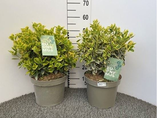 Immagine di EUONYMUS MIX V.27 CM