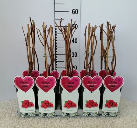 Immagine di LAMPONE TARDIVO PROFUMATO V.12X12 CM