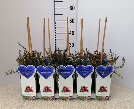 Immagine di MIRTILLO ROSSO AMERICANO V.12X12 CM