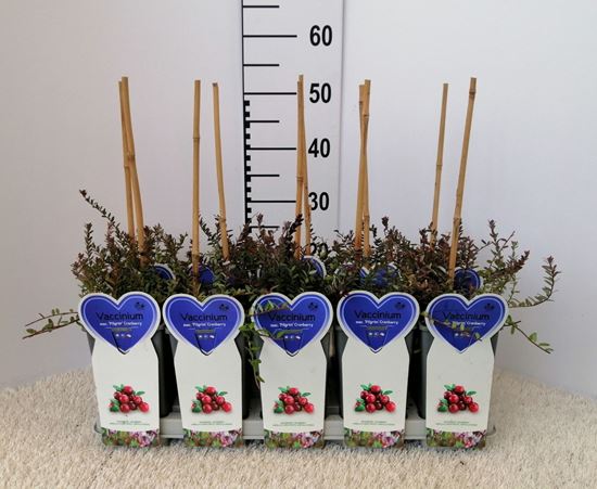 Immagine di MIRTILLO ROSSO AMERICANO V.12X12 CM