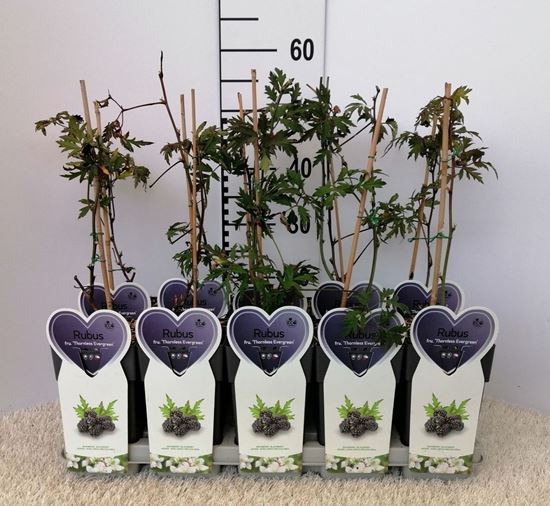 Immagine di MORA SENZA SPINE V.12X12 CM