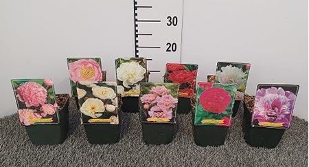 Immagine di PAEONIA MIX V.11 CM