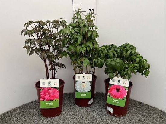 Immagine di PAEONIA V.19 CM