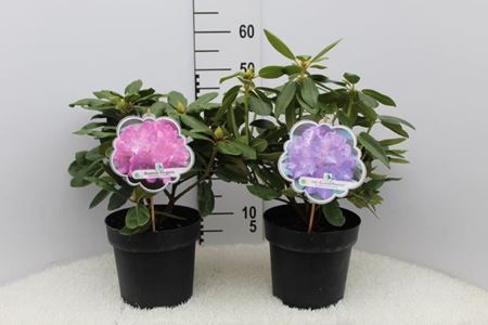 Immagine di RHODODENDRON MIX V.22 CM