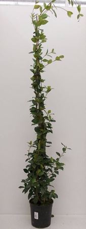 Immagine di RHYNCOSPERMUM V.18 H.150 CM