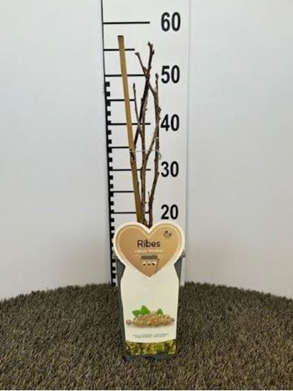 Immagine di RIBES BIANCO V.12X12 CM