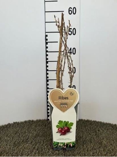 Immagine di UVA SPINA ROSSA V.12X12 CM