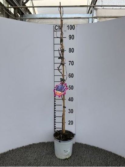 Immagine di WISTERIA V.17 CM