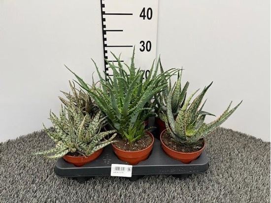 Immagine di ALOE MIX V.12 CM