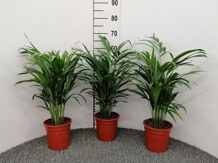Immagine di ARECA V.17 CM