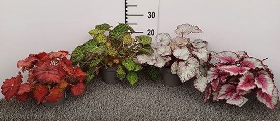 Immagine di BEGONIA REX V.12 CM
