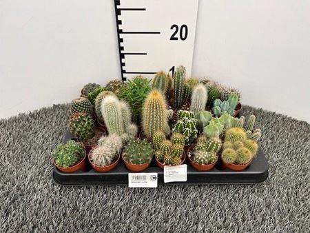 Immagine di CACTUS MIX V.5,5 CM