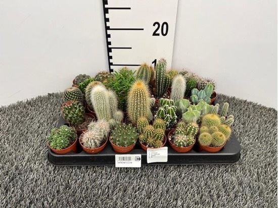 Immagine di CACTUS MIX V.5,5 CM