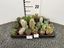 Immagine di CACTUS MIX V.5,5 CM