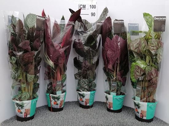 Immagine di CALATHEA MIX V.19 CM