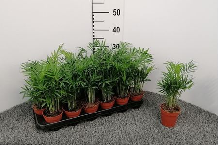 Immagine di CHAMAEDOREA ELEGANS V.9 CM