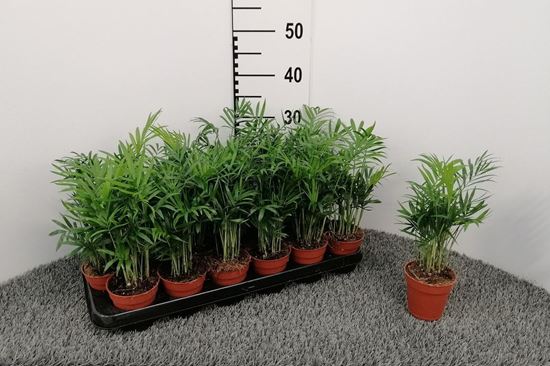 Immagine di CHAMAEDOREA ELEGANS V.9 CM