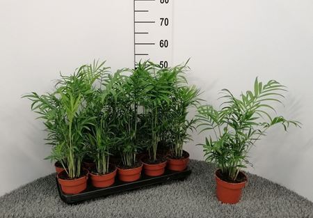 Immagine di CHAMAEDOREA ELEGANS V.12 CM