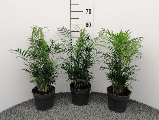 Immagine di CHAMAEDOREA ELEGANS V.17 CM