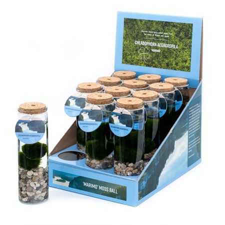 Immagine di CHLADOFLORA ALGA ORNAMENTALE