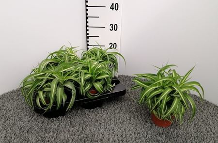 Immagine di CHLOROPHYTUM BONNIE V.12 CM