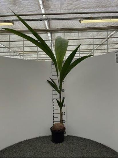 Immagine di COCOS NUCIFERA V.19 H.160 CM
