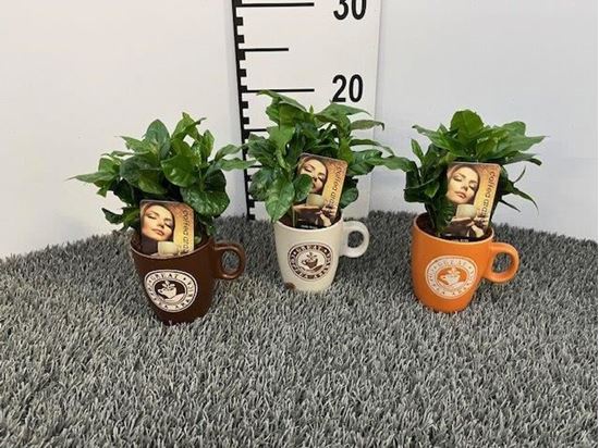 Immagine di COFFEA ARABICA V.6 CM IN TAZZA CAFFE'