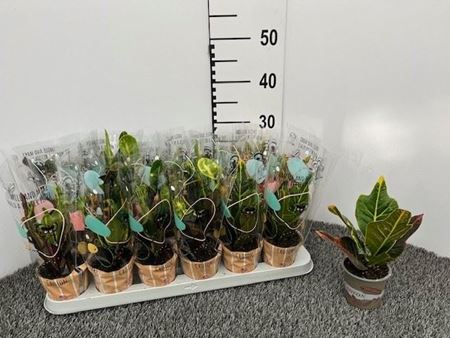 Immagine di CROTON MIX V.10 CM