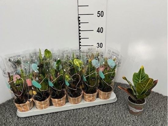 Immagine di CROTON MIX V.10 CM