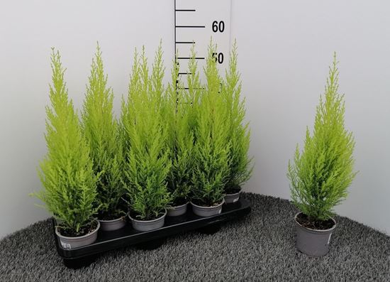 Immagine di CUPRESSUS GOLD. WILMA V.10,5 CM